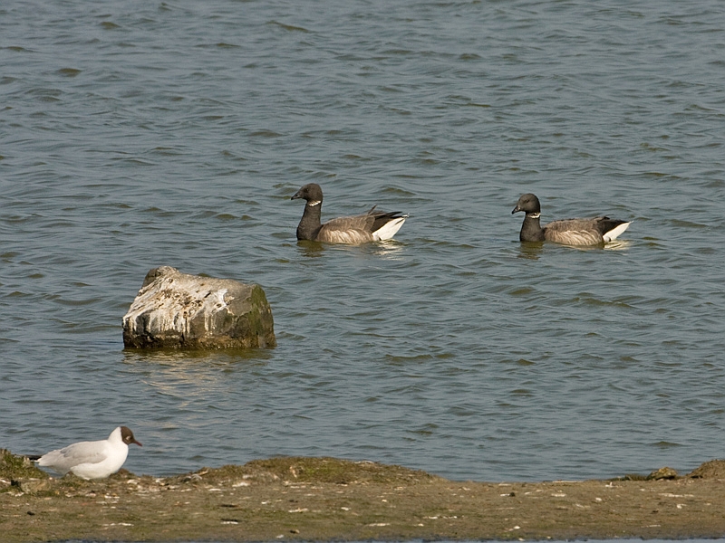 Branta bernicla Brent Goose Rotgans